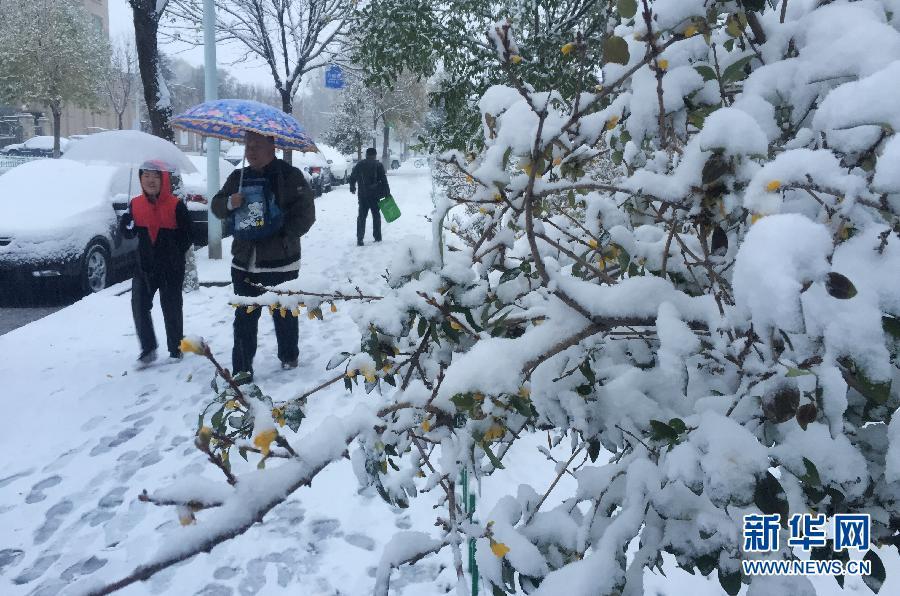 北京暴雪最新动态及论述分析