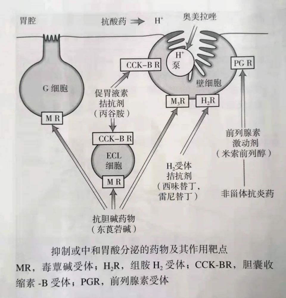 最新抑酸,最新抑酸，在医学领域的崛起与重要地位