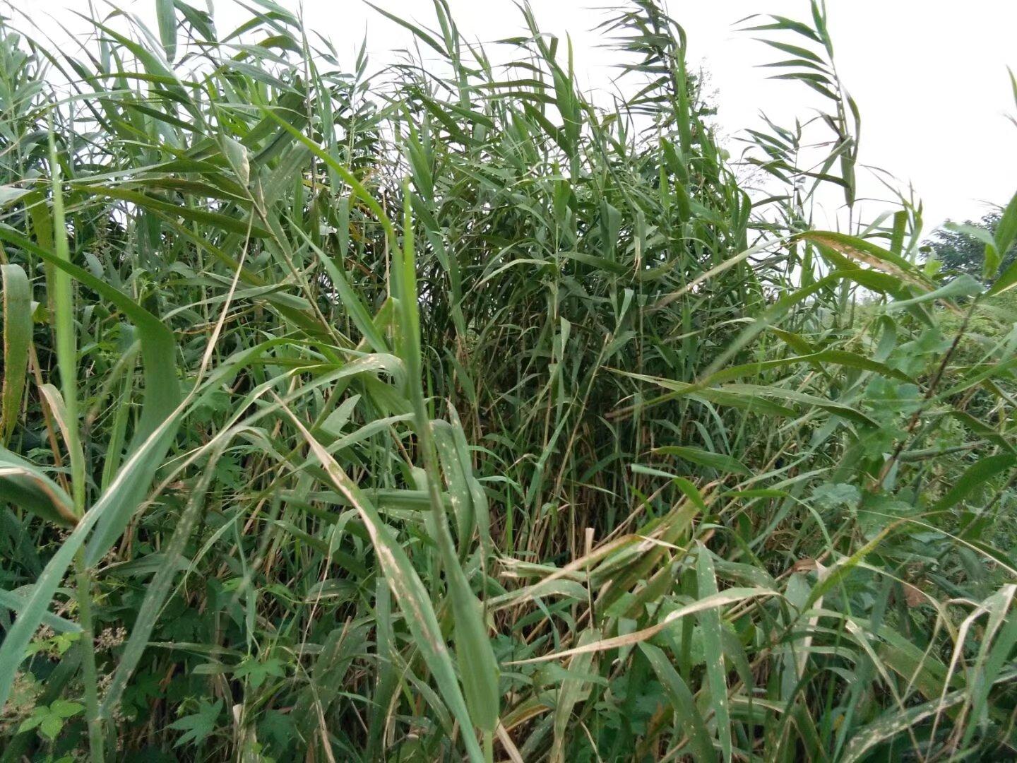 鱼声最新版特性探索与技术革新