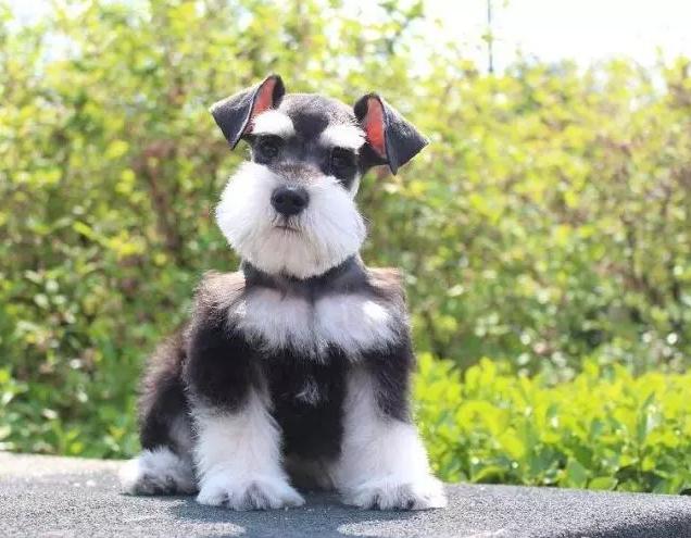 纯种犬比赛,纯种犬比赛，犬界的盛宴