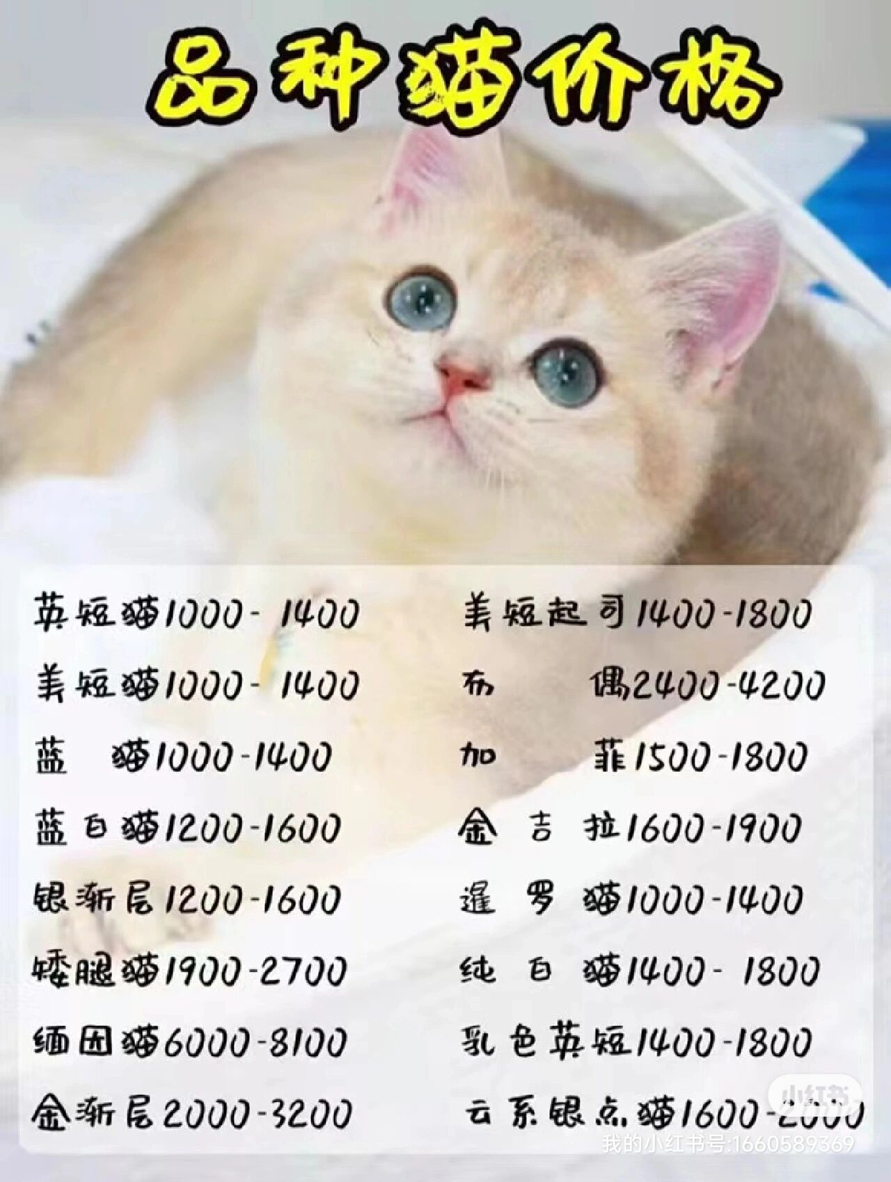 2017宠物猫行情,2017年宠物猫市场走势分析