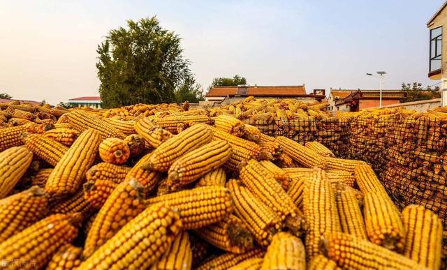 山东省玉米价格最新行情揭秘，巷弄深处的玉米情缘