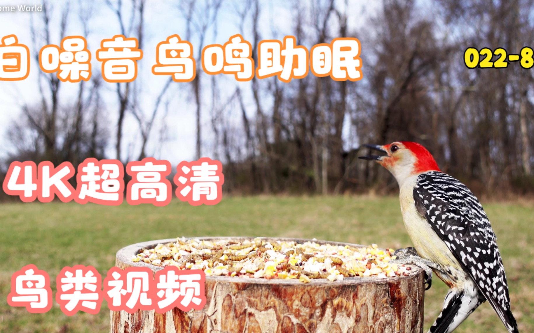最新白燕鸟大叫视频，科技与生活变革的生动体验