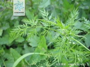 前胡最新收购价揭秘，市场趋势、影响因素与行业洞察分析