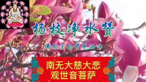 杨枝净水赞注音最新，一段温馨的日常故事启示