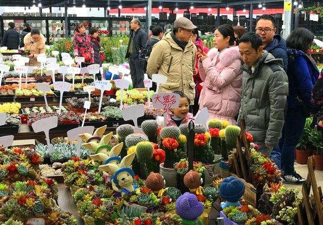 重庆望海花市最新动态揭秘，小巷里的隐秘花园